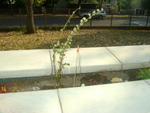 DSC02813.JPG